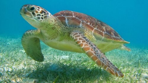 Tour a Tulum y Akumal con tortugas en Riviera Maya Tour a Tulum y Akumal con tortugas en Riviera Maya