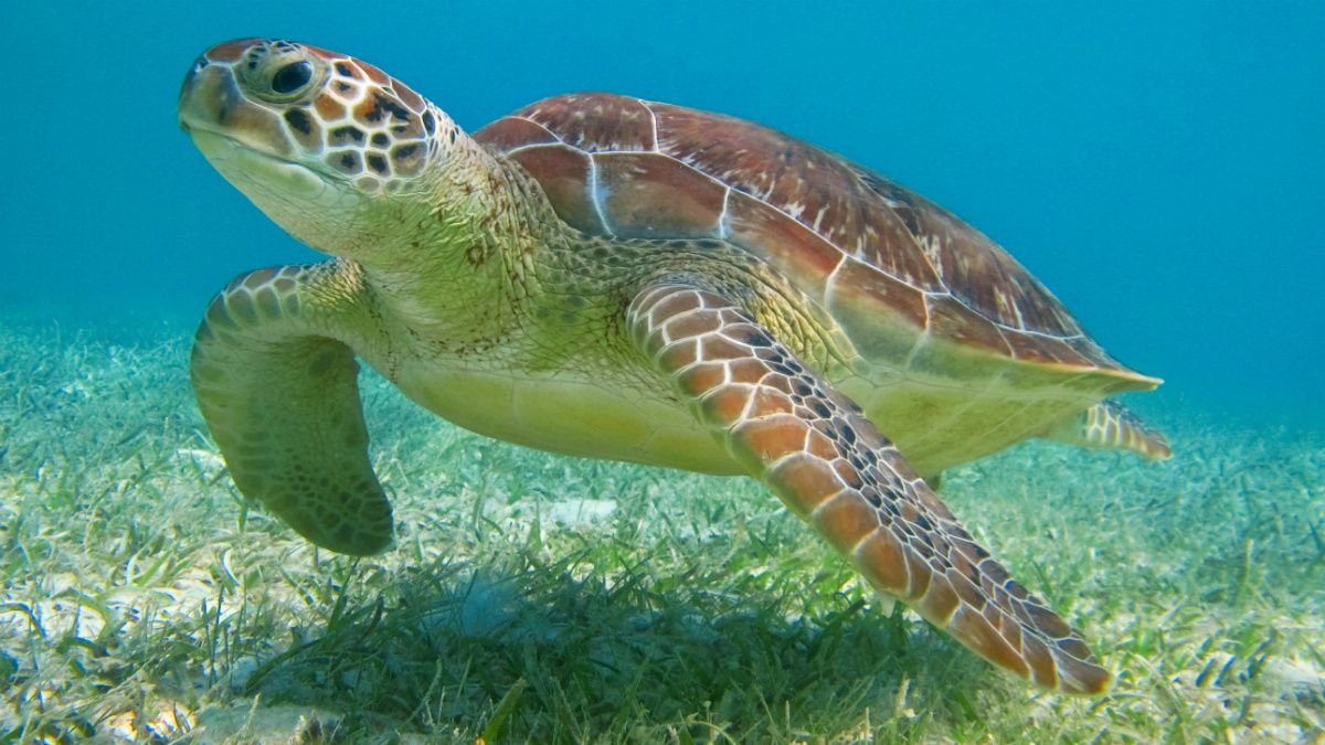 Snorkel con tortugas en Akumal